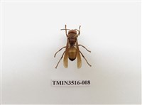 藏品(黃腰虎頭蜂)的圖片